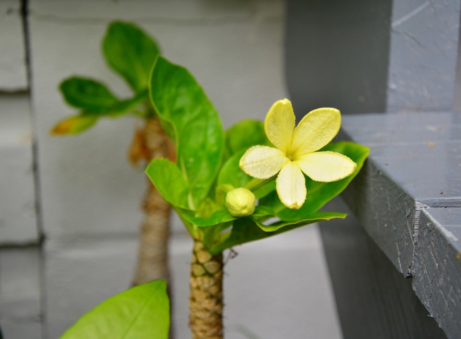 Il existe deux types de brigamia les plus courants: Brigamia Rocky et Brigamia Insignis.