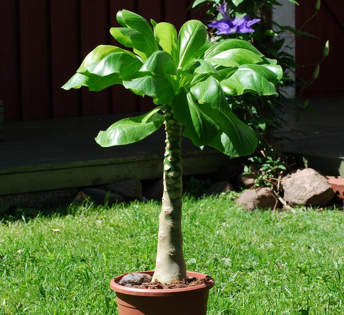 Le berceau du brigami est les îles hawaïennes, donc la plante appartient à l'espèce qui aime la chaleur.