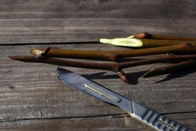 Comment faire pousser votre propre pomme et poire enracinées à partir de boutures