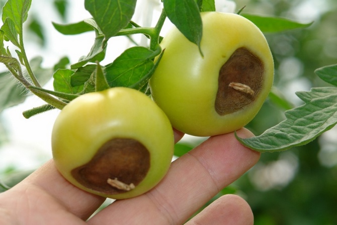 Le dessus des fruits commence progressivement à pourrir et se dessèche.