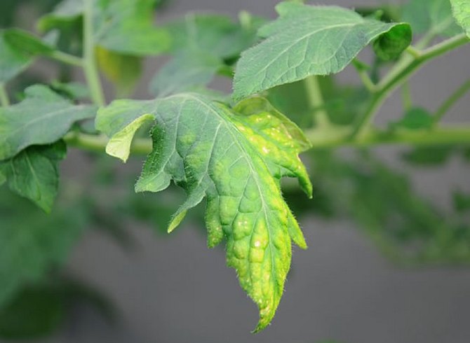 En cas de manque de potassium, les nouvelles feuilles des buissons de légumes commencent à s'enrouler et les anciennes acquièrent un léger jaunissement.