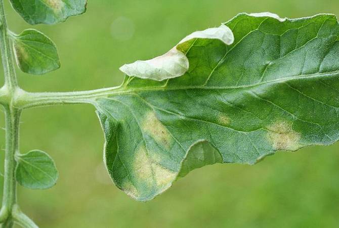 Le feuillage des tomates devient jaune entre les nervures des feuilles et s'enroule vers le haut.