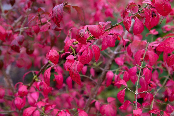 Euonymus ailé