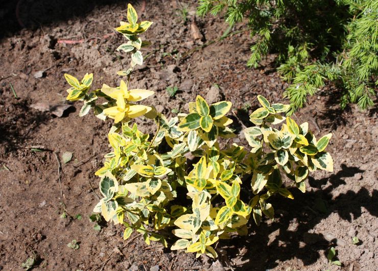 Plantation d'euonymus en pleine terre