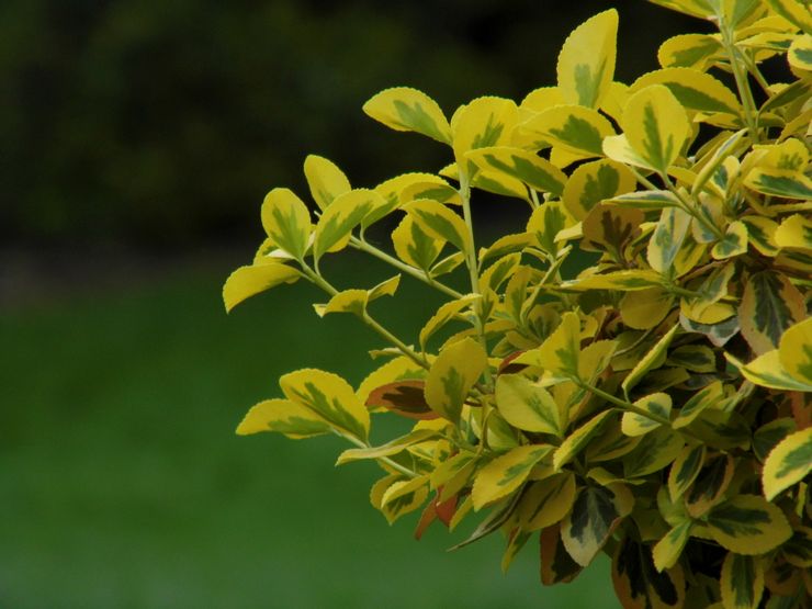 Propriétés Euonymus