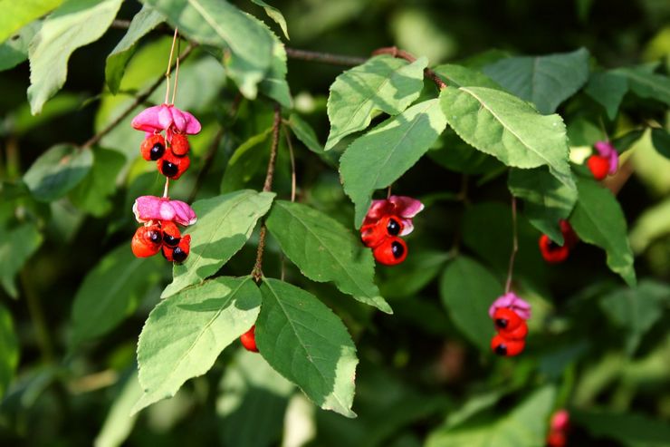 Warty euonymus, ou euonymus à fleurs peu nombreuses