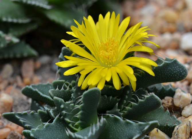 Faucaria - soins à domicile. Culture, transplantation et reproduction de Faucaria. Description, types, photos