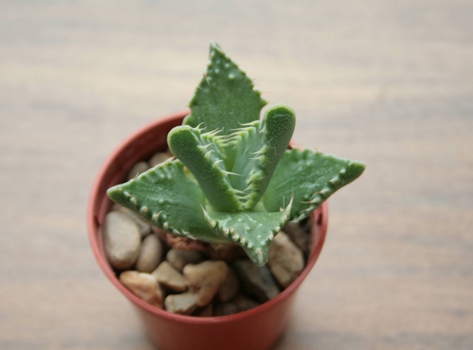 Faucaria se multiplie généralement par graines et pousses.