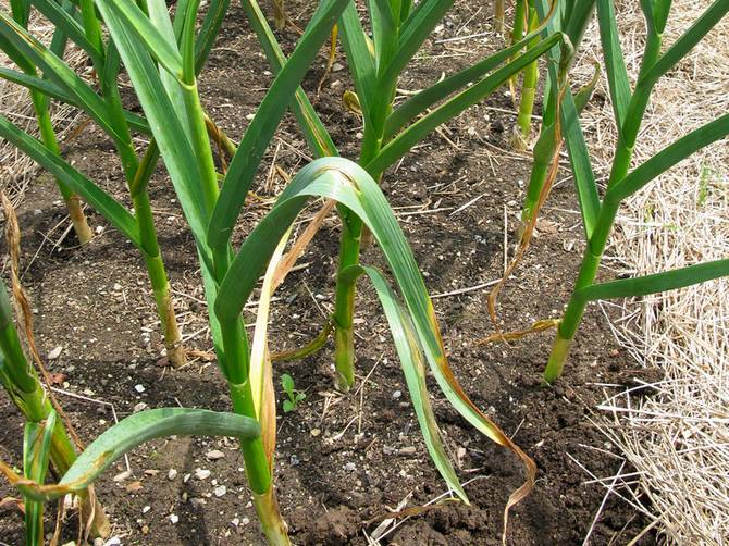 L'ail jaunit en raison d'un manque ou d'un excès d'humidité