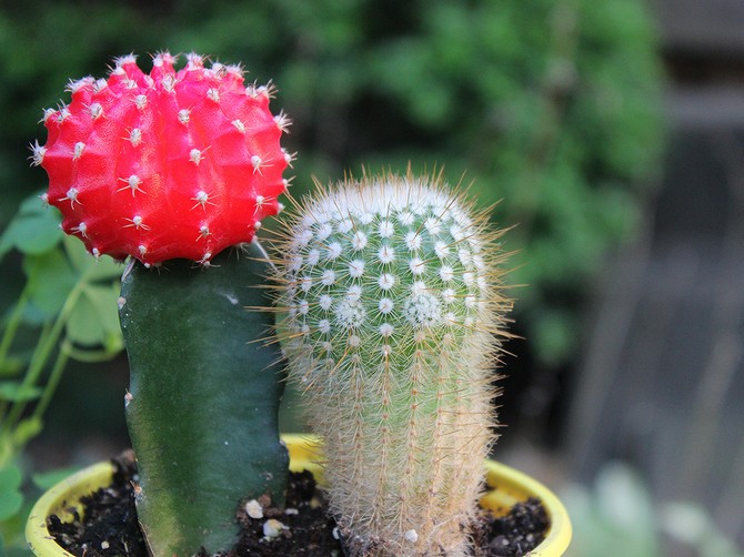 Gymnocalycium - soins à domicile. Culture, transplantation et reproduction de cactus Gymnocalycium. Description, photo