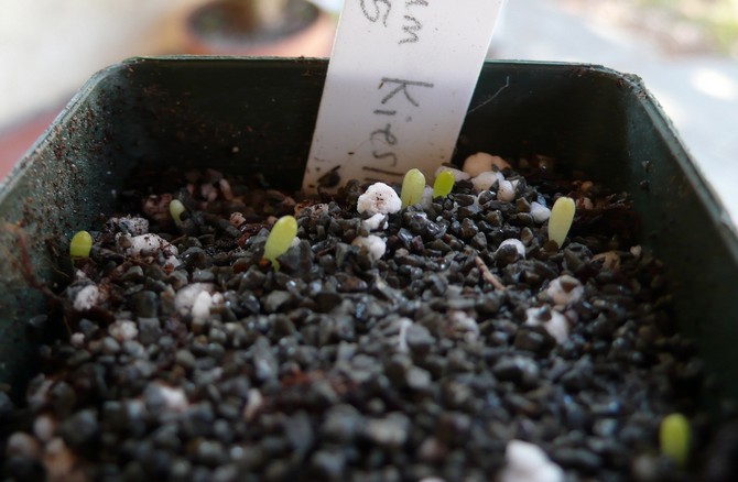 Reproduction d'hymnocalycium