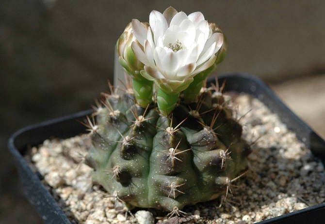 Soins du gymnocalycium à domicile