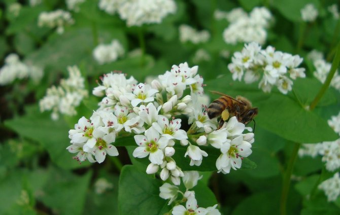 La plante résiste à la sécheresse, se sent bien à côté des arbustes à baies et des arbres fruitiers, ne dessèche pas le sol.