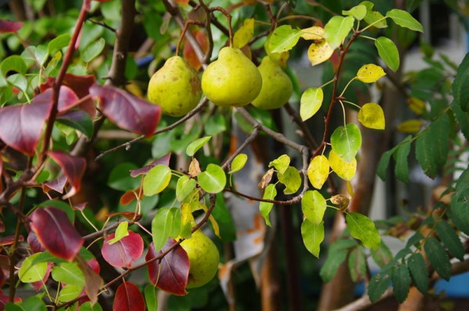 Pourquoi les feuilles de poirier deviennent rouges