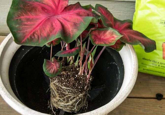 Il est important de bien préparer Caladium pour l'hibernation.