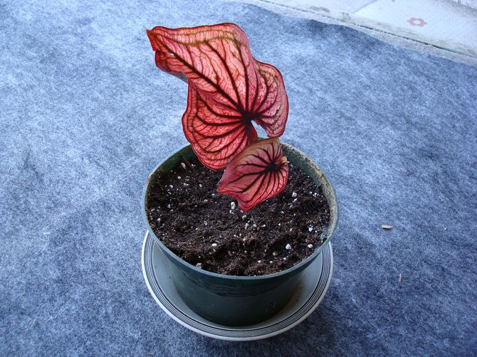 Il est préférable de préparer le substrat pour la culture du Caladium vous-même à la maison.