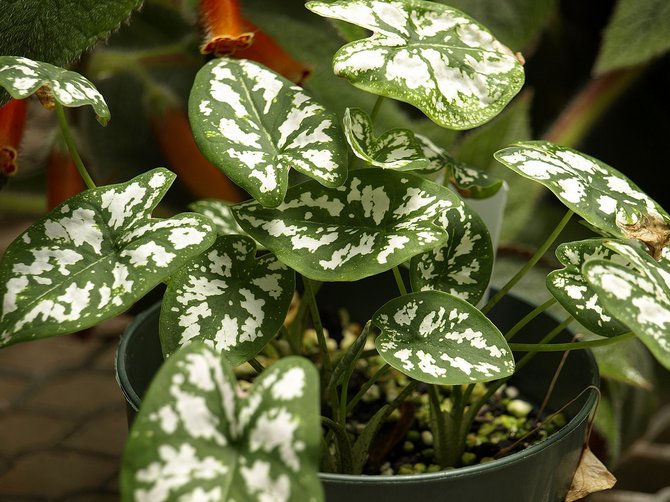 Caladium - soins à domicile. Culture, transplantation et reproduction du caladium. Description. Une photo