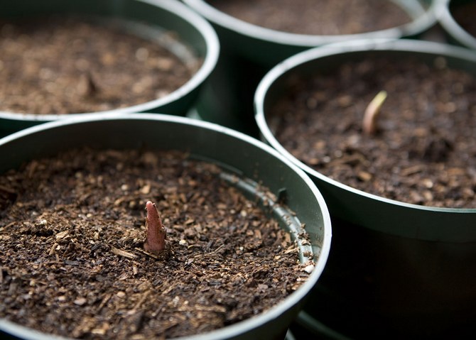 Reproduction du caladium