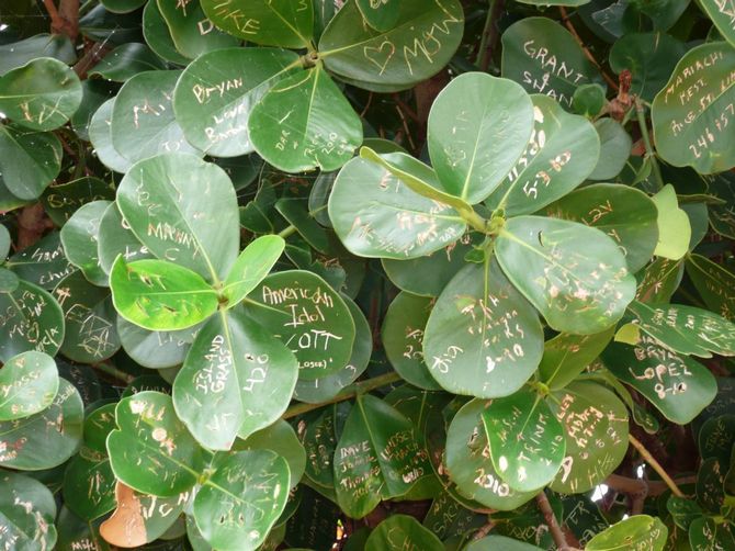 La plante a un autre nom - "arbre autographe"