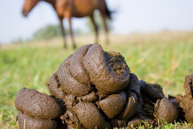 Vous pouvez utiliser du fumier de cheval ou de vache pour préparer de l'engrais.