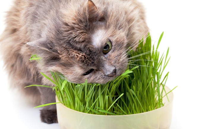 Pour les chats, vous pouvez faire pousser de l'herbe à chat spéciale ou de la menthe