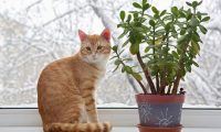 Comment sevrer un chat de manger des fleurs et des plantes d'intérieur. Et si le chat mange des fleurs?