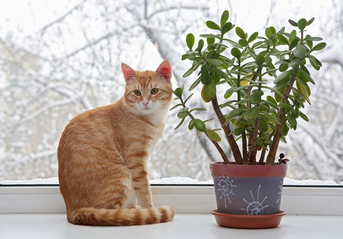 Comment sevrer un chat de manger des fleurs et des plantes d'intérieur. Et si le chat mange des fleurs?