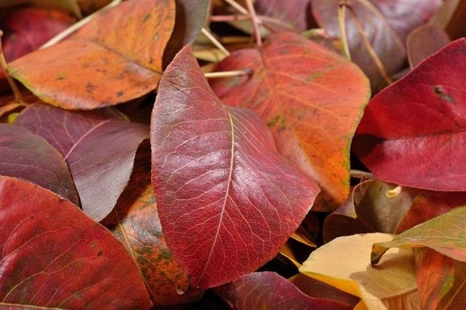 Pourquoi les feuilles de poirier deviennent rouges