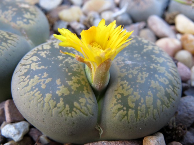 Les lithops sont des pierres vivantes. Soins à domicile. Culture, transplantation et reproduction de Lithops. Une photo