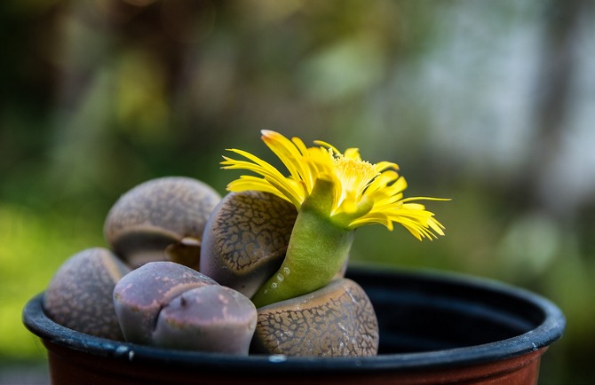 Les lithops sont de petites plantes constituées de feuilles épaisses épissées ensemble.