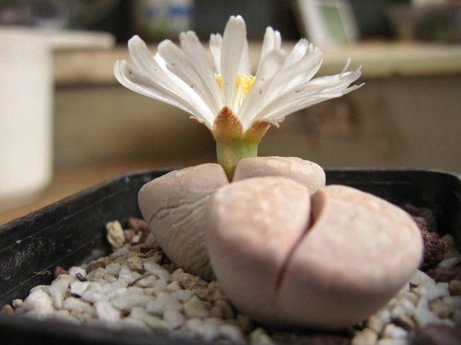 La plante peut être nourrie avec n'importe quel engrais pour cactus.