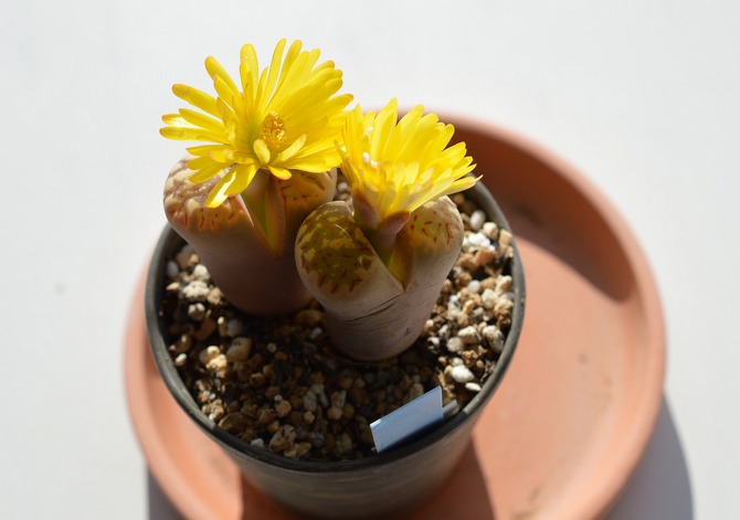 Les Lithops sont sans prétention dans les soins et ne nécessitent pas de pulvérisation supplémentaire avec de l'eau.