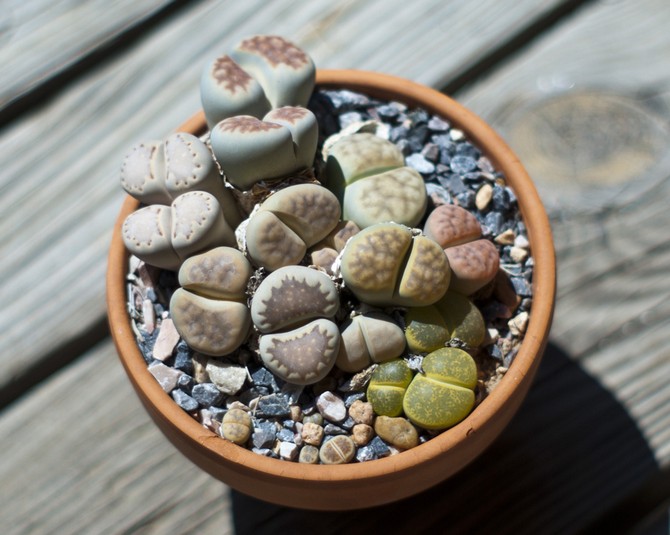 Soins Lithops à domicile