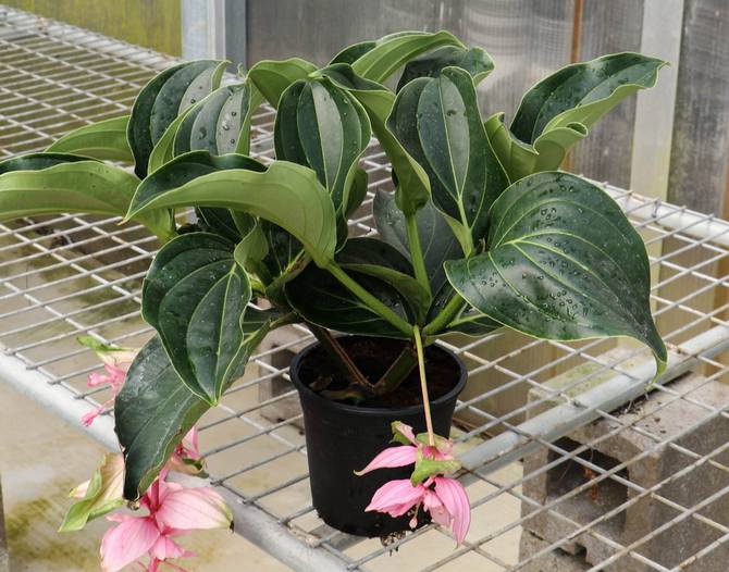 Medinilla a besoin d'un arrosage régulier et modéré pendant la croissance et la floraison.