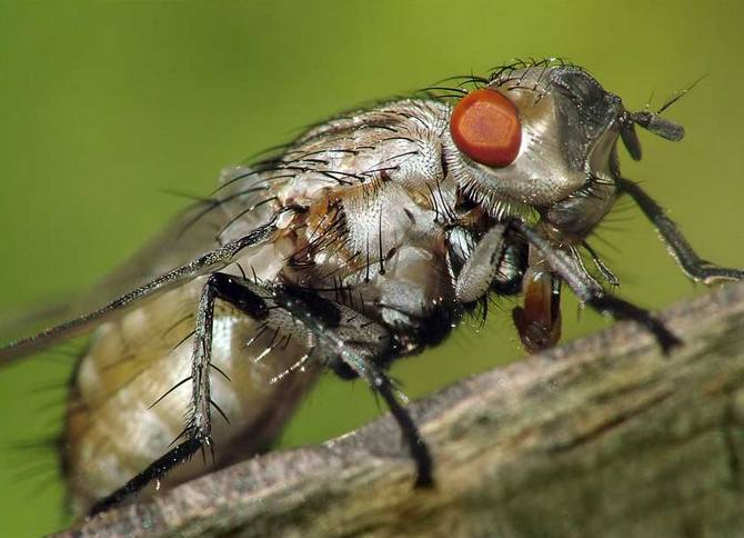 Combattre la mouche de la carotte avec des remèdes populaires