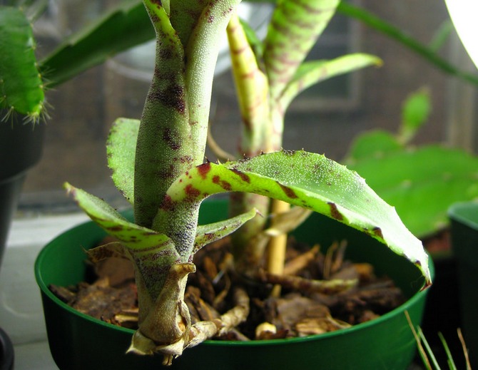 Neorelegia a besoin de fertilisation au printemps et en été.