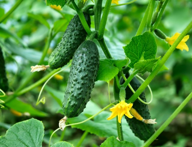 Variétés de concombre résistantes aux maladies