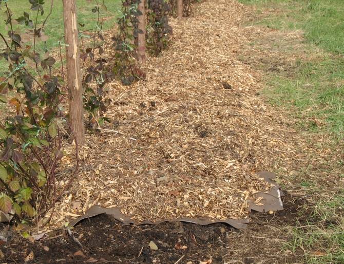 Façons d'utiliser la sciure de bois dans le pays