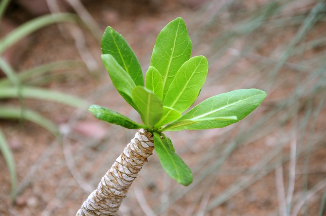 Brigamia est une plante étonnante dans sa structure.