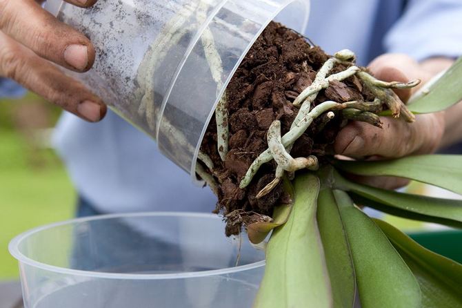 Si vous venez d'acheter une orchidée dans un magasin, vous n'avez pas besoin de la replanter tout de suite.