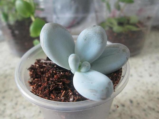 Reproduction de pachyphytum