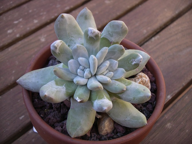 Pachyphytum - soins à domicile. Culture, transplantation et reproduction de Pachyphytum. Description, types. Une photo