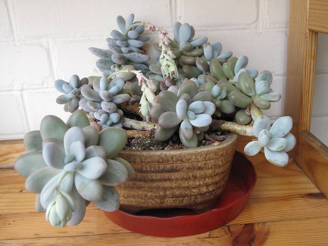 Soins du pachyphytum à domicile