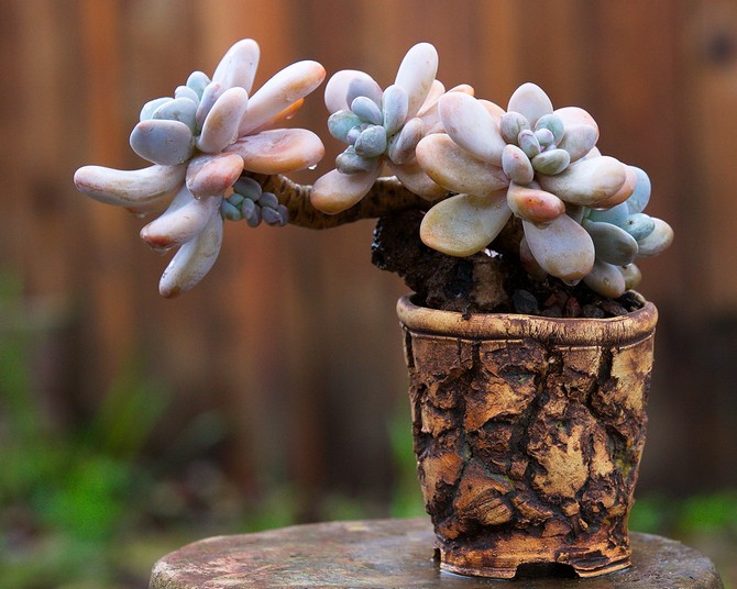 Types populaires de pachyphytum