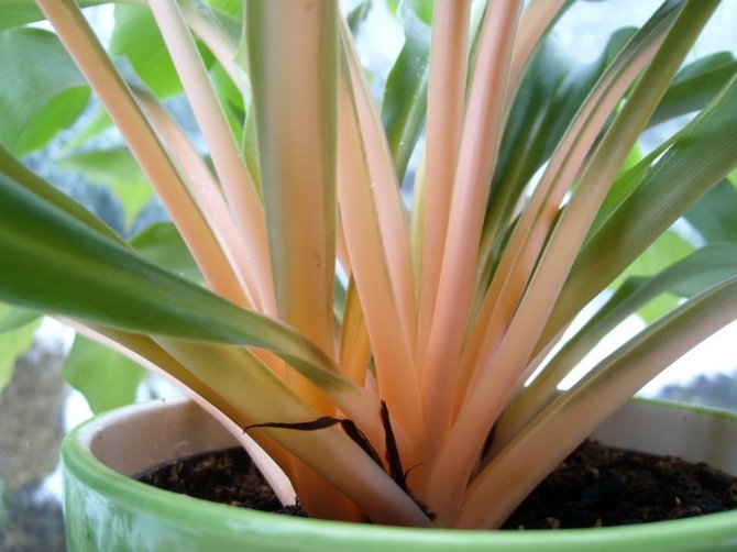 Comme toute plante d'intérieur, le palisot a besoin d'une fertilisation régulière.