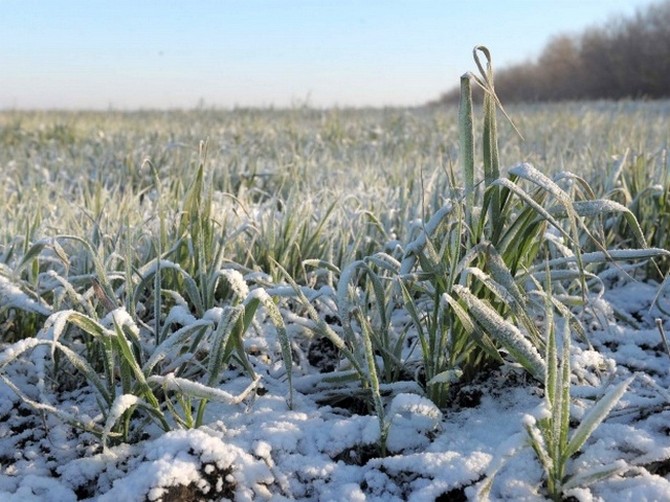 Dates des semis d'hiver