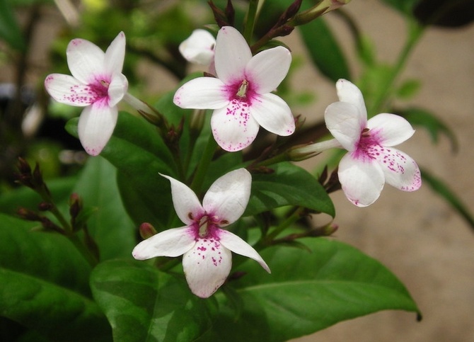 Pseudorantemum - soins à domicile. Culture d'un pseudo-erantemum, transplantation et reproduction. Une photo