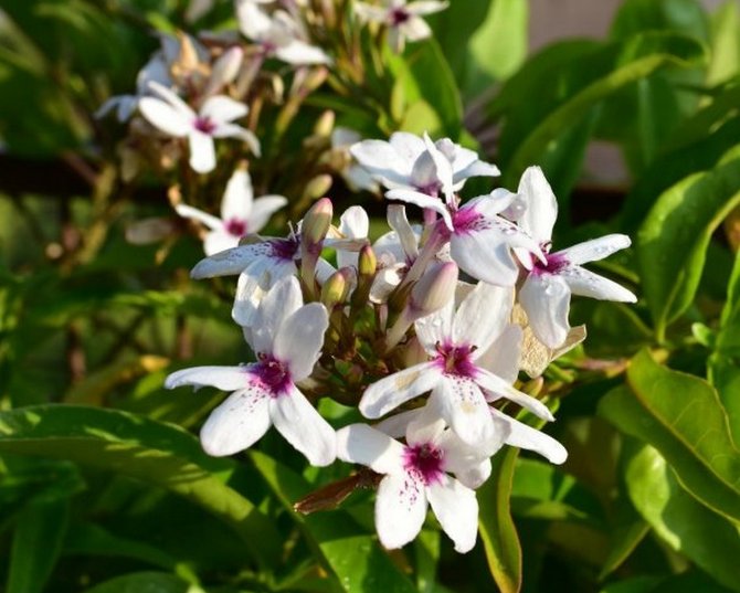 La fleur pseudo-erantemum aime une humidité élevée dans la pièce