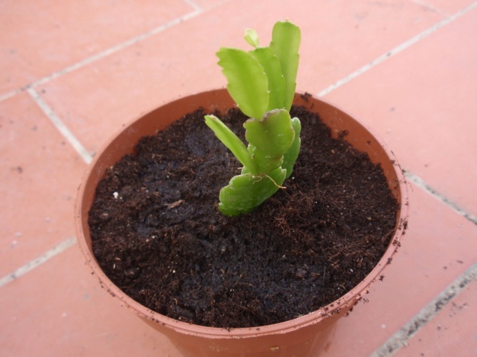 Reproduction de ripsalidopsis