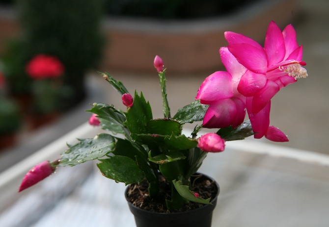 La plante ne se sent à l'aise qu'avec une humidité élevée.